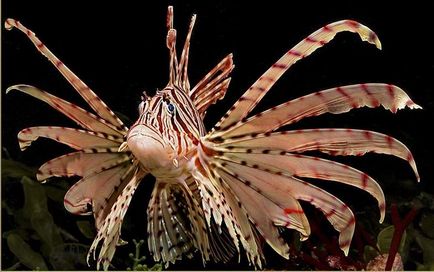 Lionfish - frumuseti otravitoare pentru acvariu