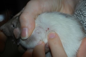 Patkány bolha mi a veszély, hogy az emberek, lehet kapott a dekoratív patkányok (is) Patkány bolhák mi a veszély, hogy az emberek, lehet kapott a háziasított patkány