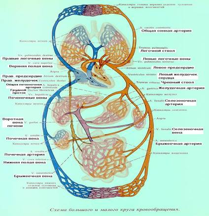 Sistemul circulator al omului