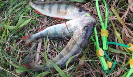 Kukan pentru rezervorul de pește pentru a stoca captură cum să țină pește în viață
