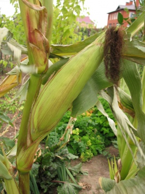 Kukorica a középső sávban