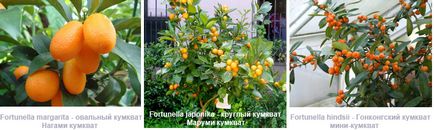 Kumquat (plantă)