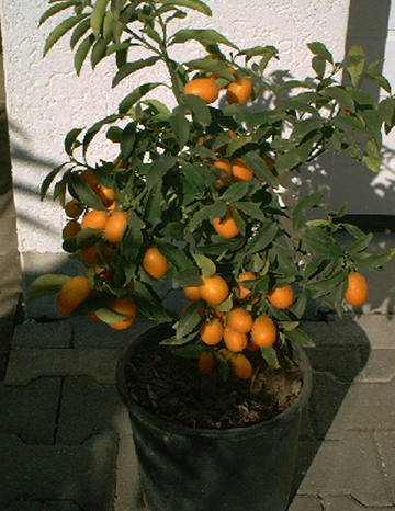 Kumquat (plantă)