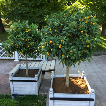 Kumquat (plantă)