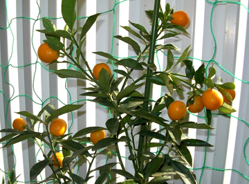 Kumquat (plantă)