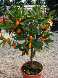 Kumquat - Titkok arany narancs siker