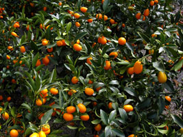 Kumquat - secretele succesului portocalei aurii