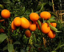 Kumquat - secretele succesului portocalei aurii