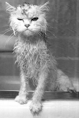 Fürdés egy macska, mint egy harcművészet - kototeka - a legérdekesebb dolog a világon a macskák