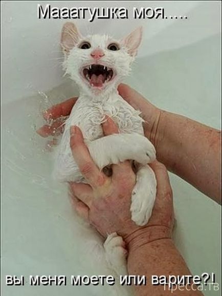 Fürdés egy macska, mint egyfajta harcművészet (14 fotó)