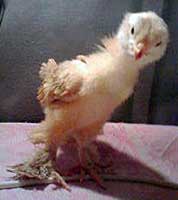 Csirkék tenyészteni lohmonogaya fülvédője, earflaps csirkék lohmonogaya