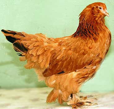 Csirkék tenyészteni lohmonogaya fülvédője, earflaps csirkék lohmonogaya