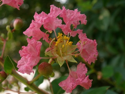 Lagerstroemia îngrijire, fotografie, transplant și udare