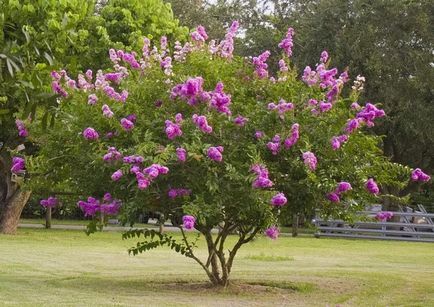 Lagerstroemia - се грижат за растенията у дома