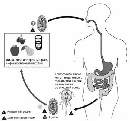 Lamblia intestinalis