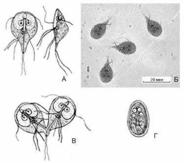 Lamblia intestinalis