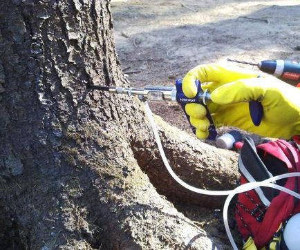 Tratarea copacilor de la un gândac de coajă, cum să salvați un copac de la un gândac de coajă