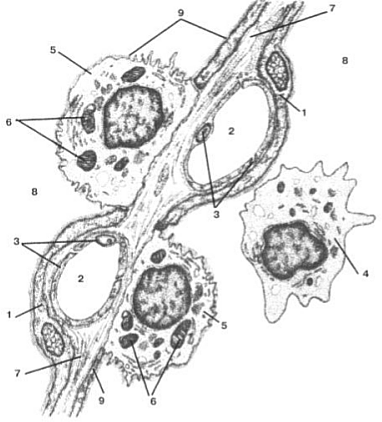 Plămânii sub microscop, pneumococi, macrofage alveolare