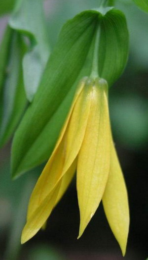 Lekarsvenny virág uvularia és leírás fotókkal uvularia grandiflora