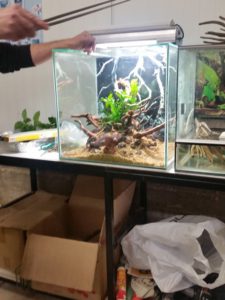 Előadás - low-tech akvárium dekoráció, naiv növények
