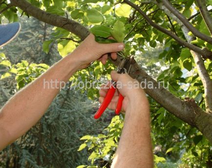 Nyári metszés gyümölcsfák podmerzshie