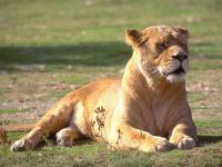 Leu (panthera leo) leu foto, aspectul zonei culoarea culorii leului, greutatea vocii dușmanilor alimente adăuga