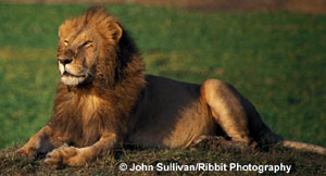 Leu (panthera leo) leu foto, aspectul zonei culoarea culorii leului, greutatea vocii dușmanilor alimente adăuga