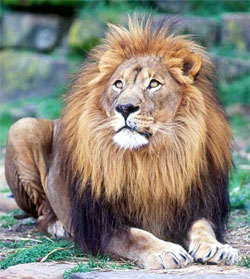 Leu (panthera leo) leu foto, aspectul zonei culoarea culorii leului, greutatea vocii dușmanilor alimente adăuga