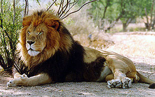 Leu (panthera leo) leu foto, aspectul zonei culoarea culorii leului, greutatea vocii dușmanilor alimente adăuga