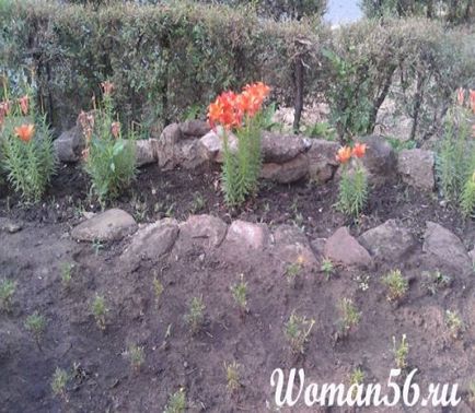 Daylilies - ültetés és gondozás