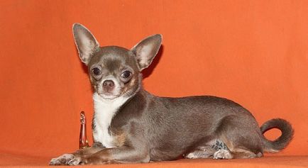 Lila és kék chihuahua - klub az amatőrök a kis kutya (kicsi) Lila és kék chihuahua - kis kutya szerelmeseinek klub