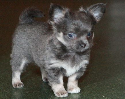 Ліловий і блакитний чихуахуа - клуб любителів маленьких собак