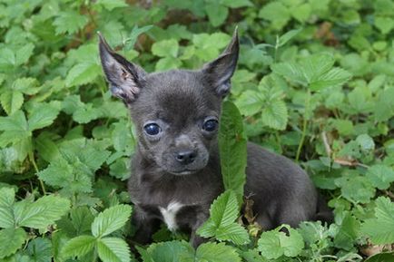 Lila és kék chihuahua - kis kutya szerelmeseinek klub