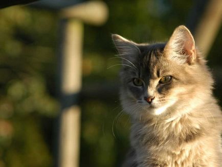 Лишай у кішок причини, симптоми і лікування