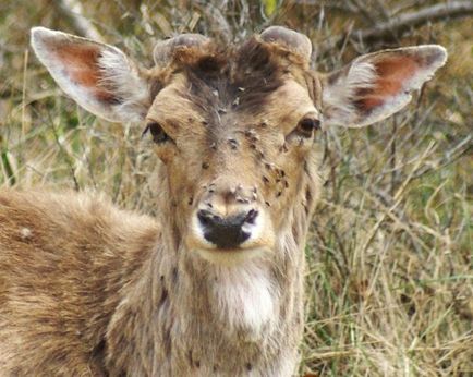 Elk acarian este un pericol ascuns într-un parazit
