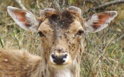 Creșterea tigrului este periculoasă pentru oameni și animale