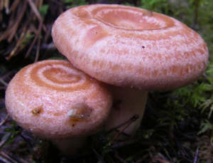 Кращі рецепти приготування грибів волнушек, грибний сайт