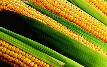 Кращі сорти кукурудзи для середньої смуги Росії