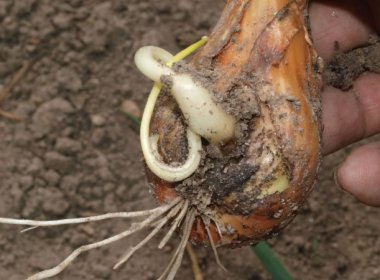 Ceapa nematoda - măsuri de prevenire și control, grădinar (gospodărie)