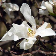 Magnolia kobus cum să crești un miracol acasă