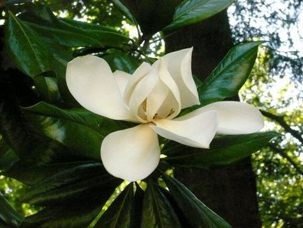 Magnolia de îngrijire și de plantare