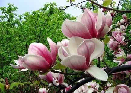 Magnolia de îngrijire și de plantare