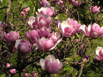 Magnolia de îngrijire și de plantare