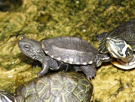 Țestoase mici de apă acasă, tipuri de broaște țestoase