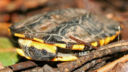 Маленькі водні черепахи в домашніх умовах, види черепах