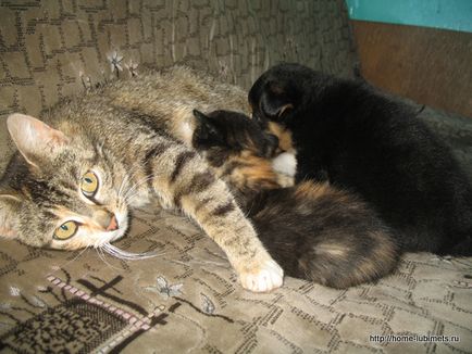 Mama - pisica - casa de companie