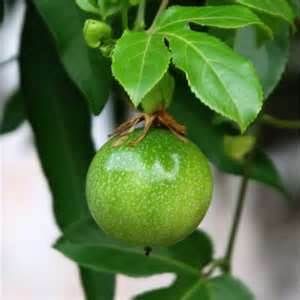 Passionfruit în grădină - proprietăți de floarea-pasiunii, fructe de pasiune de fructe, fructe de pasiune