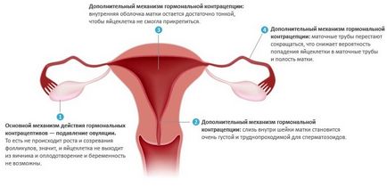 Марвелон і місячні як йдуть після прийому, коли почнуться після скасування