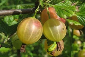 Masca de fata de fructe de arahide este cel mai bun agent de albire