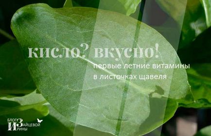 Маски для обличчя з щавлю - весняне пробудження для шкіри, блог Ірини Зайцевої